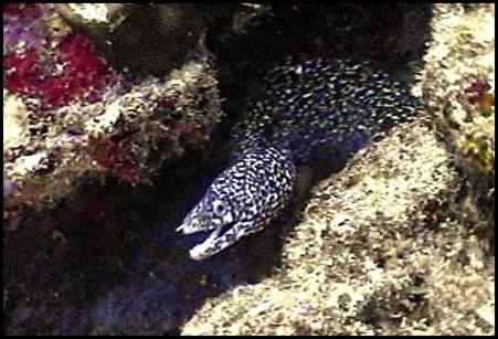 Spotted moray eel