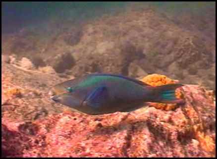 Green parrotfish